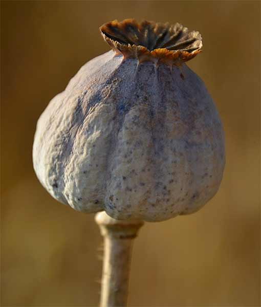 Planta del Opio